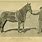 Comanche War Horse