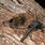 Common Bent-Wing Bat