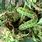 Common Bugs On Marijuana Plants
