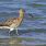 Common Curlew