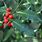 Common Holly