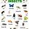 Common Insect Names