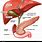 Common Pancreatic Duct
