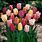 Common Tulip Colors
