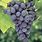 Concord Grape Seeds