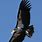 Condor Bird of Prey