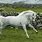 Connemara Horse Breed