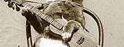 Cool Cat Playing Guitar