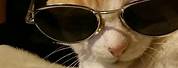 Cool Cat with Glasses