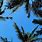 Cool Palm Tree Wallpaper