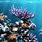 Coral Reef iPhone 2K Wallpaper