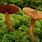 Cortinarius Rubellus