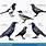 Corvus Bird Family