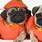 Costumes for Pugs