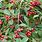 Cotoneaster Tree