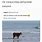Cow On Beach Meme