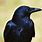 Crow Raven Blackbird