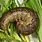 CutWorm Images
