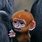 Cute Animals Baby Monkey