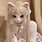 Cute Anime Girl Cat Costume