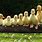 Cute Baby Ducks in a Row