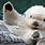 Cute Baby Otter Wallpaper