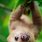 Cute Baby Sloth Wallpaper