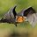 Cute Bat Flying