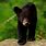 Cute Black Bear Pictures