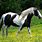 Cute Black and White Horse
