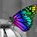 Cute Butterfly Desktop Wallpapers