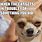 Cute Chihuahua Puppy Meme