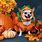 Cute Dog Halloween Costumes