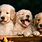 Cute Dog Wallpaper HD