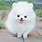 Cute Fluffy Puppy Wallpaper