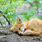 Cute Foxes Sleeping