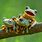 Cute Frog Desktop
