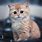 Cute Kitten 4K Wallpaper