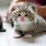 Cute Mini Cats