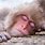 Cute Monkey Sleeping