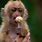 Cute Pet Baby Monkey