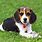 Cute Pocket Beagle