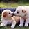 Cute Puppies Kissing