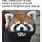 Cute Red Panda Memes