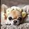 Cute Small Dogs Chihuahua