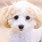 Cute White Poodle