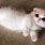 Cutest Munchkin Cat