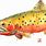 Cutthroat Trout Drawings