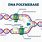 DNA Polymerase 1 Function