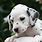Dalmatian Puppy Wallpaper